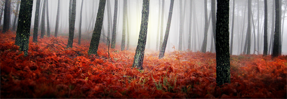 Bioidentical Hormones